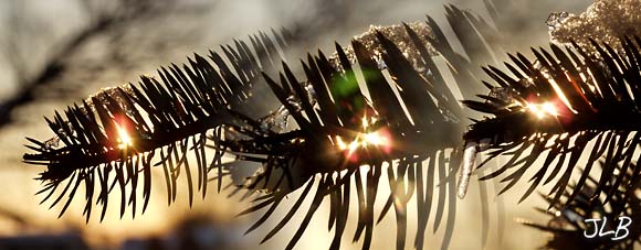 Blue_spruce_ice_diamonds.jpg