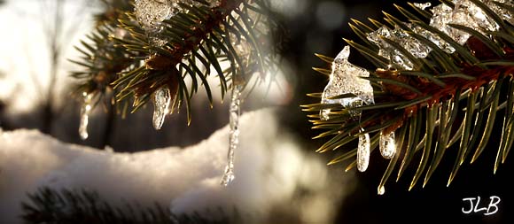 Blue_spruce_icicle_diamonds.jpg