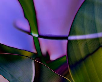 Canna-leaf-construct.jpg