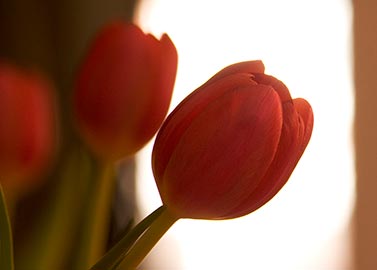 Easter-tulips-profile.jpg