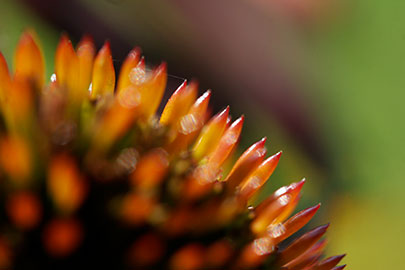 Echinacea-cone.jpg