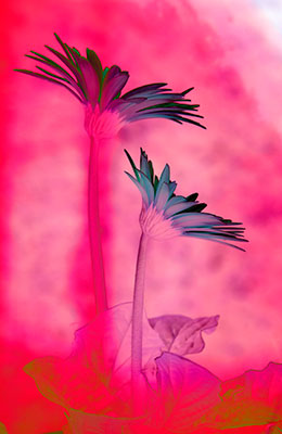 Forgiveness-Gerbera-Balloon.jpg
