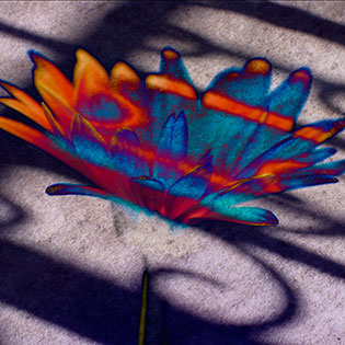 Gerbera-shadow-blend.jpg