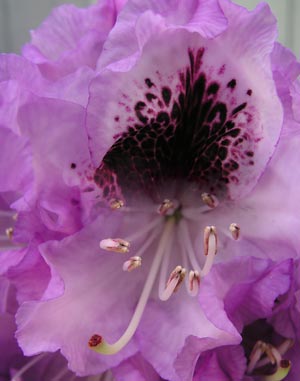 Rhododendron-reconstruct.jpg