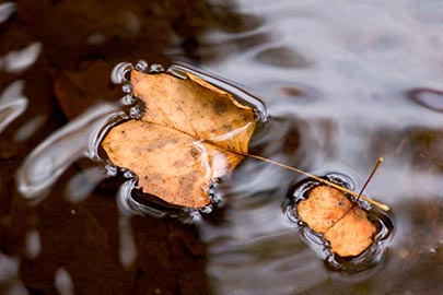 Seglock-leaves-together.jpg