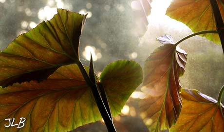 angel_wing_begonia_early_morning.jpg