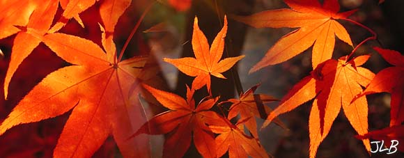 backlit_japenese_maple_leaves.jpg