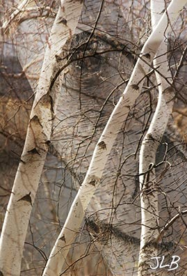 birch-trunk-branches.jpg