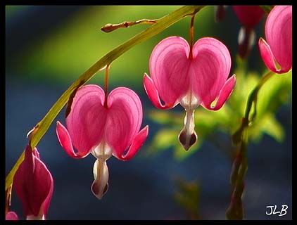 bleeding_hearts.jpg