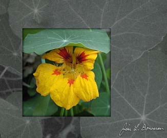 boxed_hatted_nasturtium.jpg