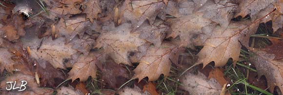 brown_leaves_under_ice.jpg