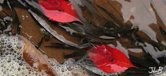 bubbles_and_red leaves.jpg
