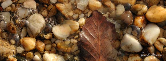 bubbles_leaf_waves.jpg