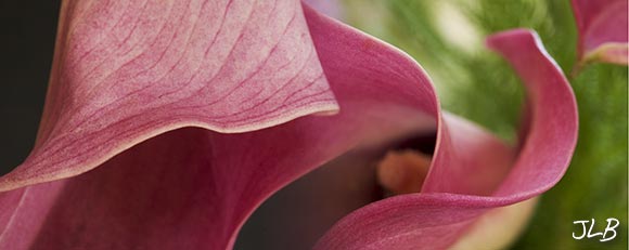 calla-lily-folds.jpg