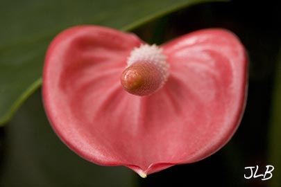 calla-lily-textures.jpg