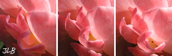 cathedral-rose-emergent.jpg