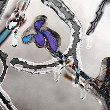 circle-twig-ice-buds.jpg