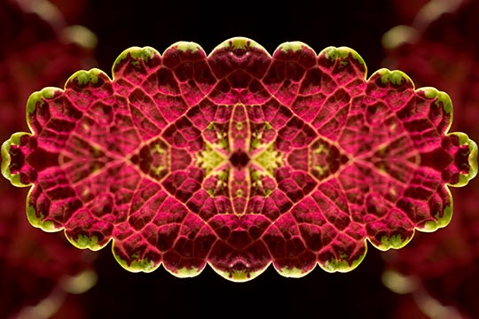 coleus-kaleidoscope.jpg