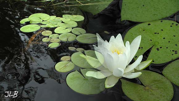 consider_the_lilies.jpg