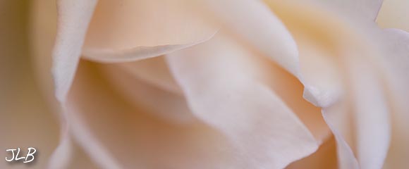 cott-fall-rose.jpg