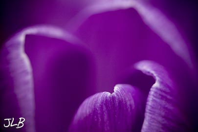 crocus-edges-layering.jpg