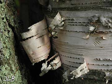 curly_bark.jpg