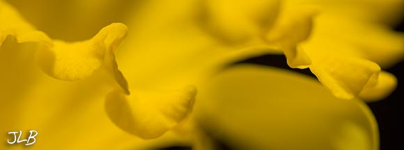daffodil-edges.jpg