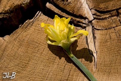 daffodil-sawn-stump.jpg