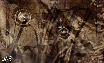 dam_bubbles_bay_grasses.jpg