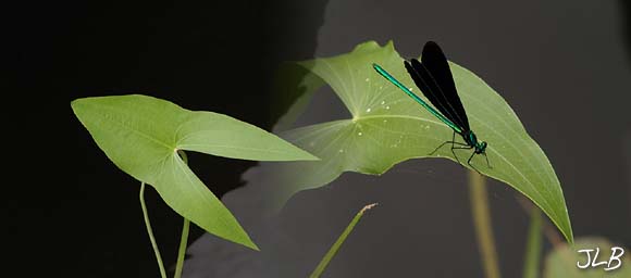 damsel_fly_shooting_star_leaf.jpg