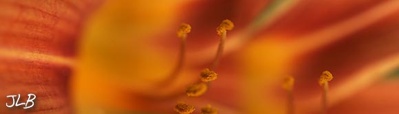 day-lily-parts.jpg