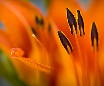 day-lily-stamen-blend.jpg