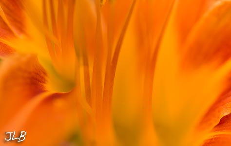 day-lily-stamen-forrest.jpg