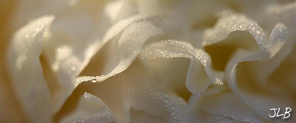 dew-white-peonies.jpg