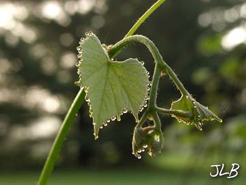 dewdrop_rimmed.jpg