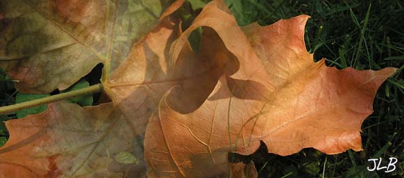 dried_curly_leaf.jpg