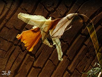 dried_daffodil_bark.jpg