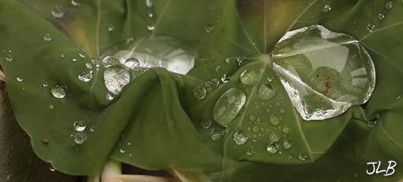 dying_nasturtium_water_drops_vessel.jpg