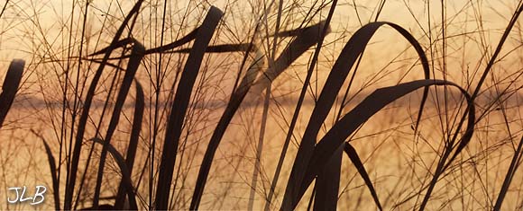 early_morning_bay_grasses.jpg