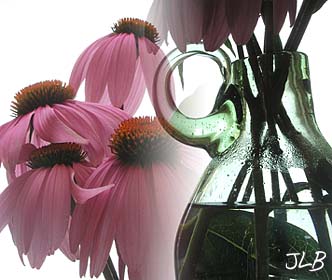 echinacea_blooms_vase.jpg