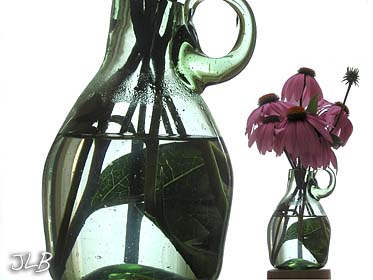 echinacea_cmp_2.jpg