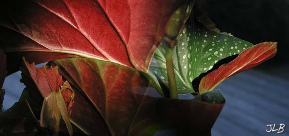 evening_shadowed_begonia.jpg