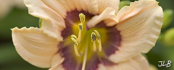 exotic-lily-panoramic.jpg