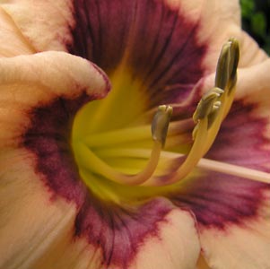 exotic-lily-stamens.jpg