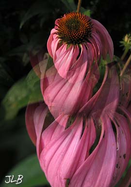 extending_echinacea_droop.jpg