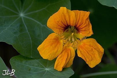 fall-nasturtium.jpg