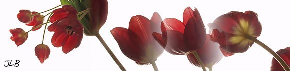 four-tulip-profile-silhouet.jpg