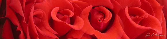 four_vues_red_rose.jpg