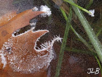 frosted_leaf_edge_on_ice.jpg