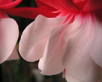 fuchsia-ecu.jpg